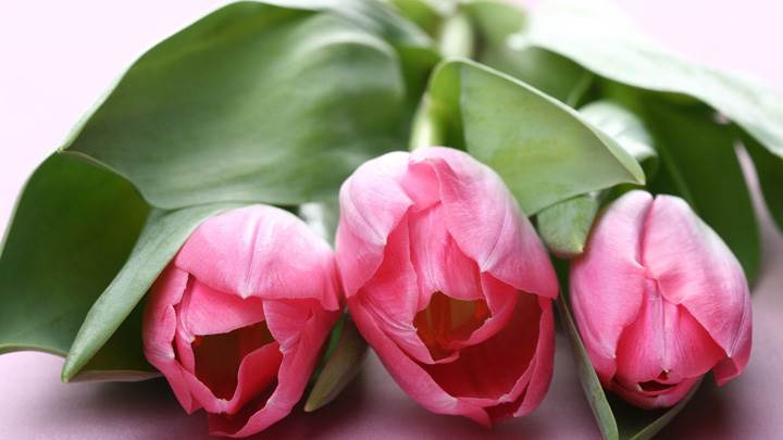 Three Pink Tulips Flowers